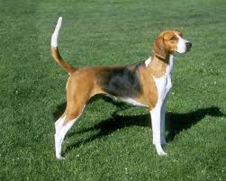 Black And Tan English Foxhound American Foxhound Dogs And Puppies American Foxhound Hunting Dogs Breeds Foxhound Dog