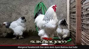 Mengenal Karakteristik Dan Jenis Ayam Brahma Asal India India Ayam Jenis
