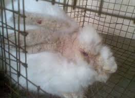 Image result for scabies rabbits ears