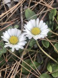 Bellis Perennis
