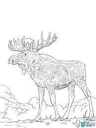 Eurasia Elk Coloring Pages Free Download Pyssel