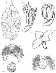 Image result for Tragia shirensis