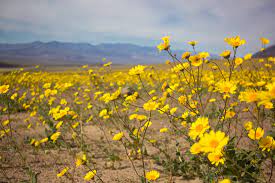 Aaron continues a futile look for gold but as rosie is about to leave him, he discovers another mineral to make them wealthy. A Rare Ecological Event Super Bloom In Death Valley High Country News Know The West