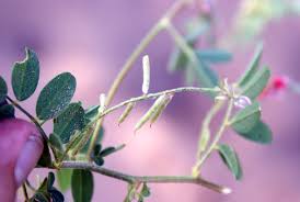 Image result for Indigofera daleoides