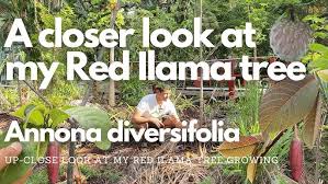 Plants of the annonaceae family produce a series of alkaloids, including liriodenine oxoaporphine. A Closer Look At My Red Ilama Tree Annona Diversifolia Youtube