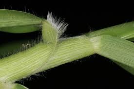 Image result for Cenchrus clandestinus