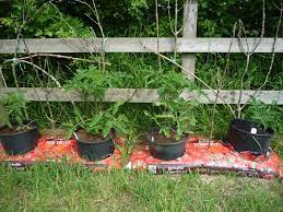 Plant the dwarf tomatoes 8 to 12 inches apart. How To Grow Tomatoes In Containers And Growing Bags