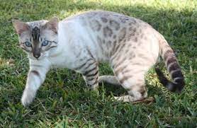 Look at coat colors and markings to determine if your cat is part bengal. Your Fuzzy Friend Cat Tips For Owners Bengal Kitten Bengal Cat Breeders Bengal Cat
