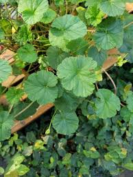 Image result for Pelargonium grossularioides