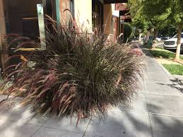 Pin By Carol Grensted On Yia Yia S Yard Herbs Yard