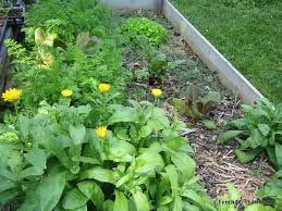 Your neighborhood pest control is a family owned and operated company, started by a husband and wife team. 6 Flowers To Grow In The Vegetable Garden Organic Gardening Pest Control Garden Pests Garden Pests Control