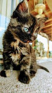 Https Www Reddit Com R Aww Comments 6si5hn Meet Kraken Kittens Cutest Cutest Kittens Ever Cute Cats And Kittens
