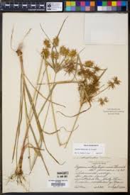 Image result for Cyperus hemisphaericus