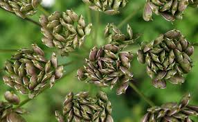 Comparez toutes les offres de pic vert pas cher en découvrant tous les produits de pic sur l'héritier du temps tuteur pic de jardin coloré tige avec motif grenouille couronnée en fonte et verre. Anis Vert Pimpinella Anisum Base Du Pastis Plantation Culture Entretien