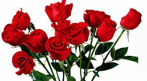 Hal ini tidak terlepas dari bentuknya yang cantik dan indah dan sejak zaman. Bunga Mawar Merah Simbol Kekuatan Cinta Beautiful Flowers Wallpapers Flower Images Free Beautiful Flowers