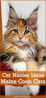 Maine coon cats are available in over 84 colors and pattern variations. Pin On Maine Coon