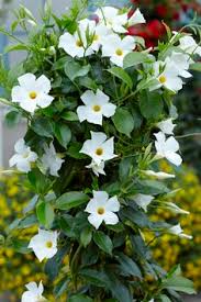 Bold and showy, mandevilla definitely makes a dramatic statement in landscapes and container gardens. 19 Mandevilla Ideas Plants Planting Flowers Mandevilla Vine