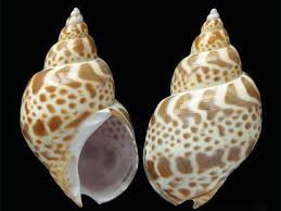 Kết quả hình ảnh cho ốc biển