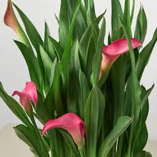 Image result for Zantedeschia