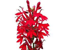 Image result for Lobelia fervens