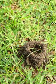 13 Tips To Get Rid Of Ants In Lawn