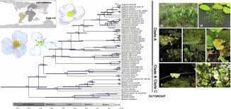Image result for Limnophyton angolense