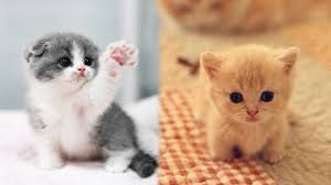 #books #cats #cute #kitten #kitten photos #kittens #kittens with books #kitty #sleeping cat #cats with books. Cute Kittens Doing Funny Things 2020 3 Cutest Cats Youtube