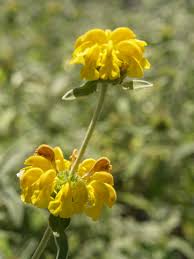 Image result for Phlomis fruticosa