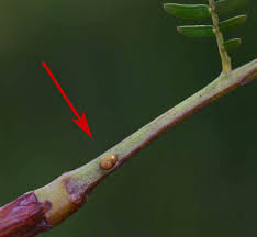 Image result for Acacia amythethophylla