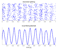 200 / 220 / 50 hz. Neural Oscillation Wikipedia