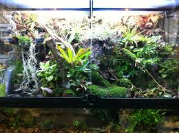 Large Custom Paludarium Built In Our Oceanside Store Vivarium Water Terrarium Reptile House