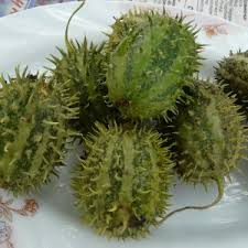 Image result for Cucumis sacleuxii