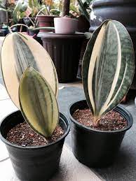 Maybe you would like to learn more about one of these? White Whale Sansevieria Masoniana White Variegated Home Furniture Gardening On Carousell