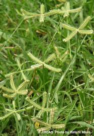 Image result for Dactyloctenium geminatum