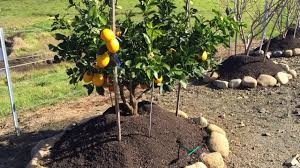 Standard european pear trees with. Fruit Trees Durling Nursery Fruit Trees