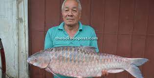 Empurau production at ltt aquaculture. Fishmonger Offers 8 5kg Empurau For Rm8 075