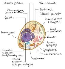 There are many processes in which substances can travel through the membrane, one being osmosis. Plant Vs Animal Cells Review Artykul Khan Academy
