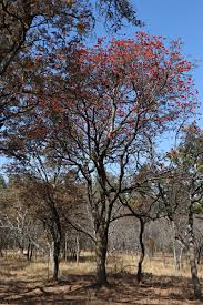 Image result for Erythrina lysistemon