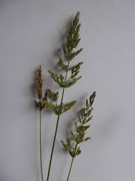 Image result for Agrostis continuata