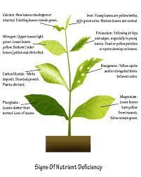 Nutrient Deficiency Plants Plant Nutrients Plant Leaves