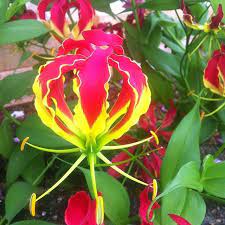 Flame Lily Zimbabwe National Flower Flowers Lily Rose