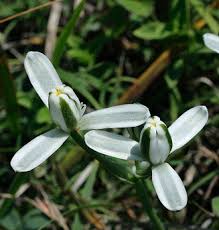 Image result for Albuca setosa