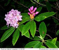 Image result for Rhipidoglossum microphyllum