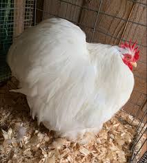 Profile for Tindall Chicks