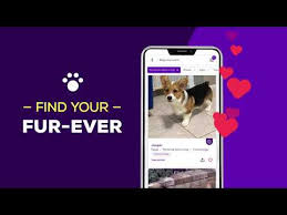 Check out our collection of more than 250 videos about pet training, animal behavior, dog and cat breeds and more. Petfinder Adopt A Pet Apps On Google Play