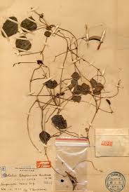 Image result for Dolichos trilobus