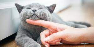 Por Que Mi Gato Hace Como Si Estuviera Amamantando Motivos Principales