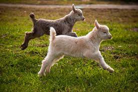Baby Goats Gone Wild Cupcake Punk