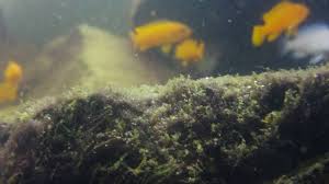 International Biotope Aquarium Contest 2016 Isimli Yarismada Dunya Siralamasinda Ilk 20 Ye Giren Malawi Golu Biyotop Tankim Tabalkon Aqua Akva Akvaryum Tank