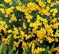 Image result for tagetes)